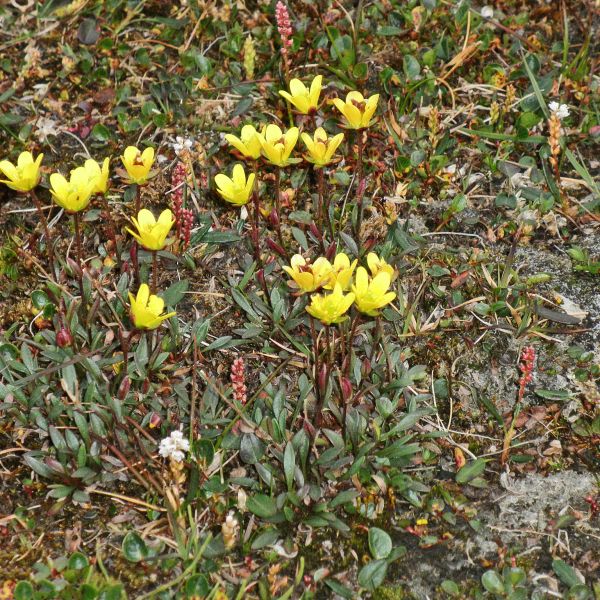 Saxifraga hirculus compacta Svalbard Longyearbyen 2014 4 A.Elven a